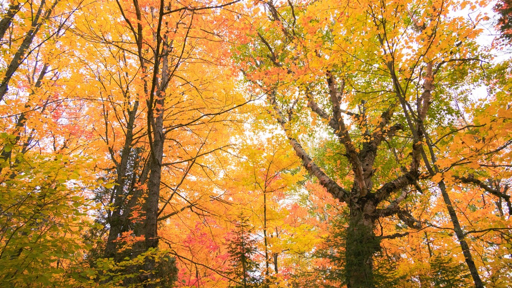 Summerlike weekend on tap in Twin Cities; fall returns early next week — WCCO / CBS Minnesota, Savage Community news