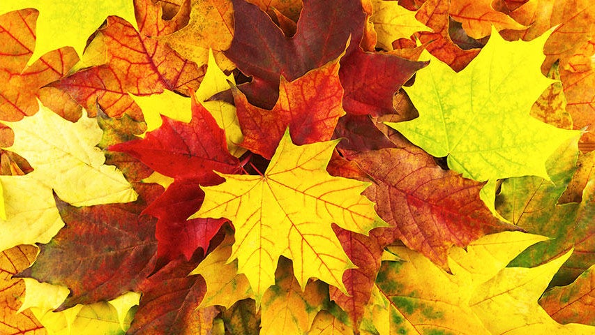 Cooler, quieter fall weather returns Tuesday in the Twin Cities — WCCO / CBS Minnesota, Savage Community news