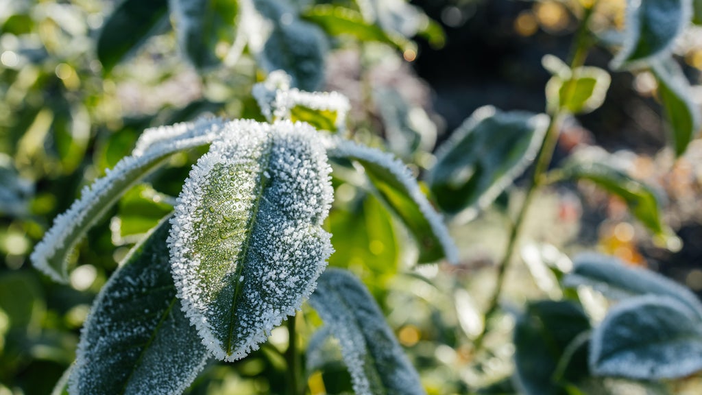 The first frost of the season is expected Saturday. Here's how to prepare your garden — WCCO / CBS Minnesota, Savage Sports news