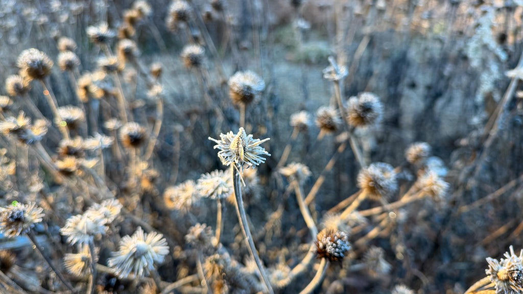 Breezy winds bring cool air to Minnesota, with first frost possible in the metro Friday night — WCCO / CBS Minnesota, Savage Sports news