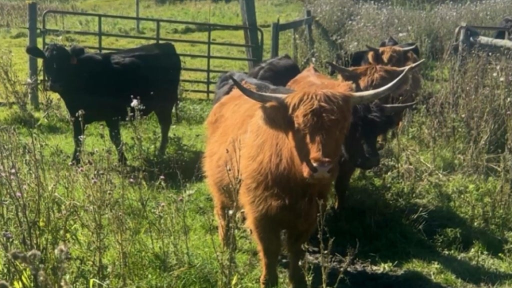 Minnesota farmer calls for thief to return nearly a dozen cows: "You're going to go to jail" — WCCO / CBS Minnesota, Savage Community news