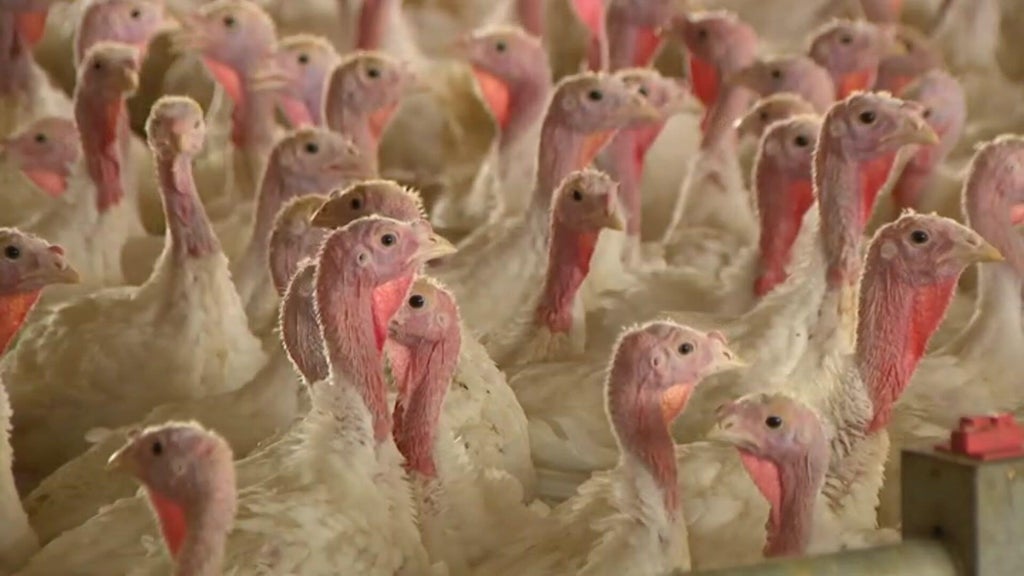 Bird flu confirmed in Barron County, Wisconsin, commercial poultry flock — WCCO / CBS Minnesota, Savage Real Estate news