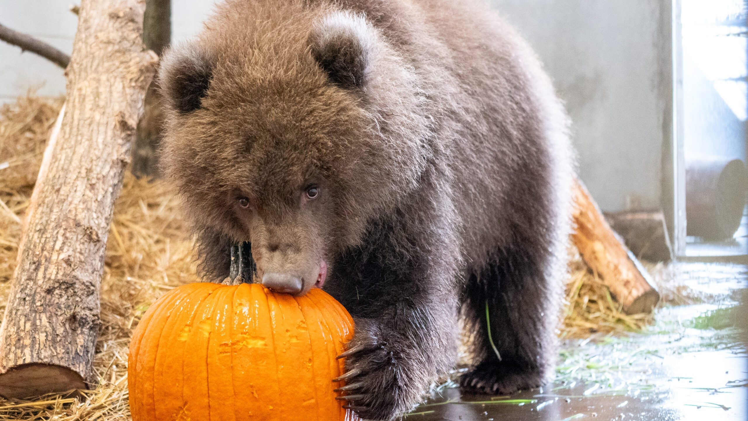 Minnesota Zoo welcomes 3 orphaned brown bear cubs rescued from Alaska — Savage Health news