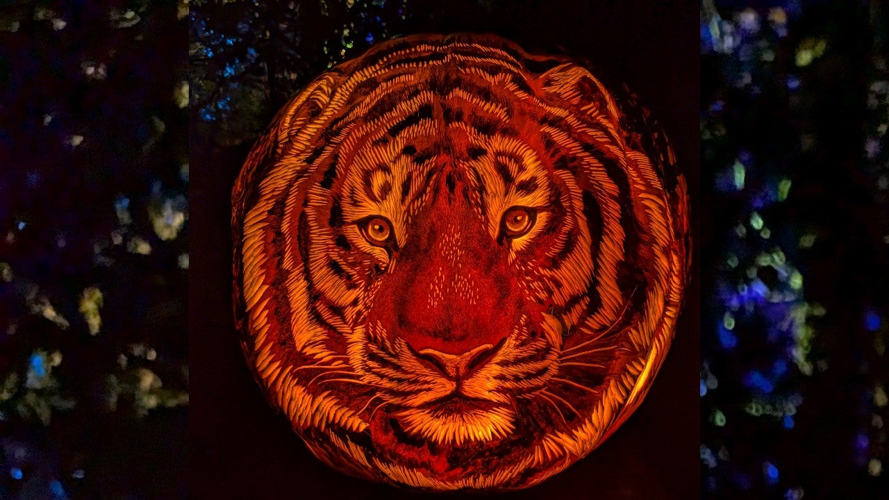 Behind the scenes of pumpkin carving at the Minnesota Zoo — KSTP 5, Savage Arts news