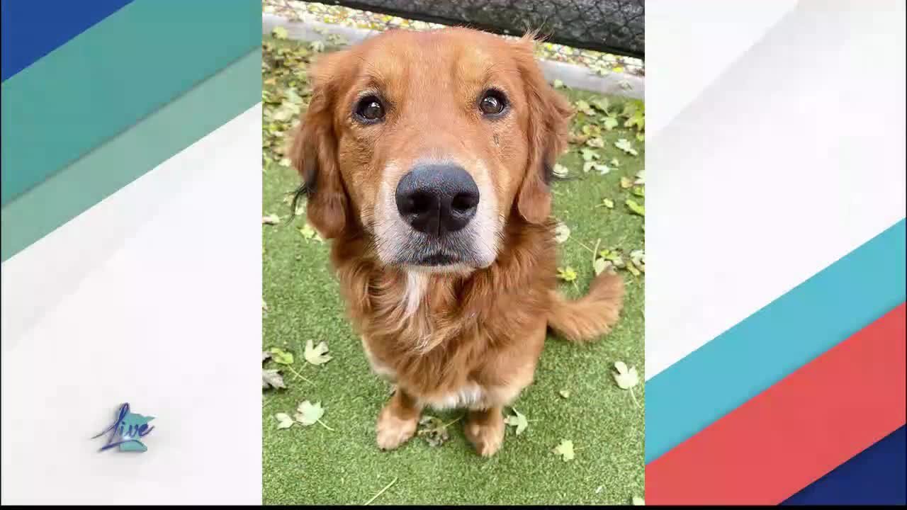 Adopt a Dog Month: Golden Retrievers — KSTP 5, Savage Community news