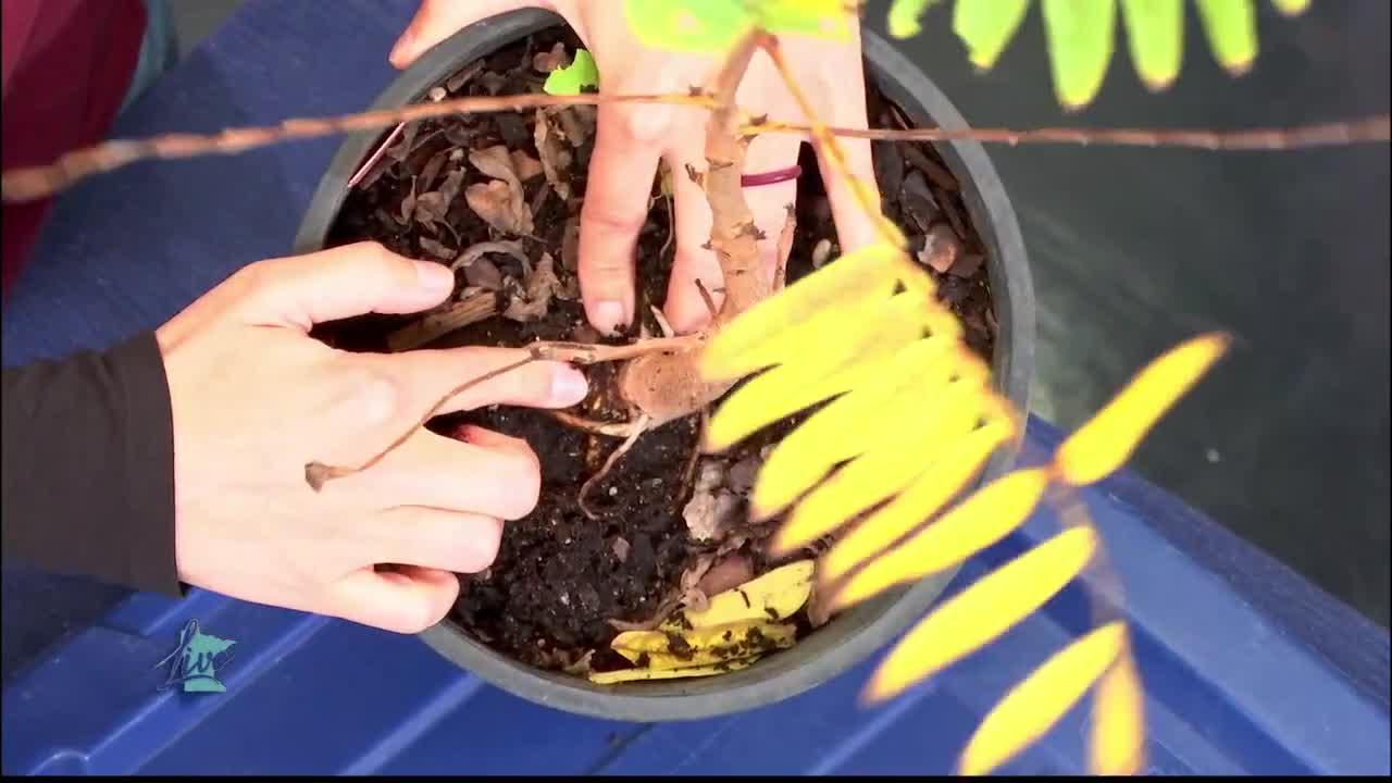 Tips for Planting Trees — KSTP 5, Savage Community news