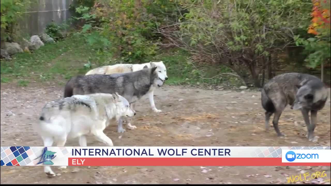 International Wolf Center — KSTP 5, Savage Community news