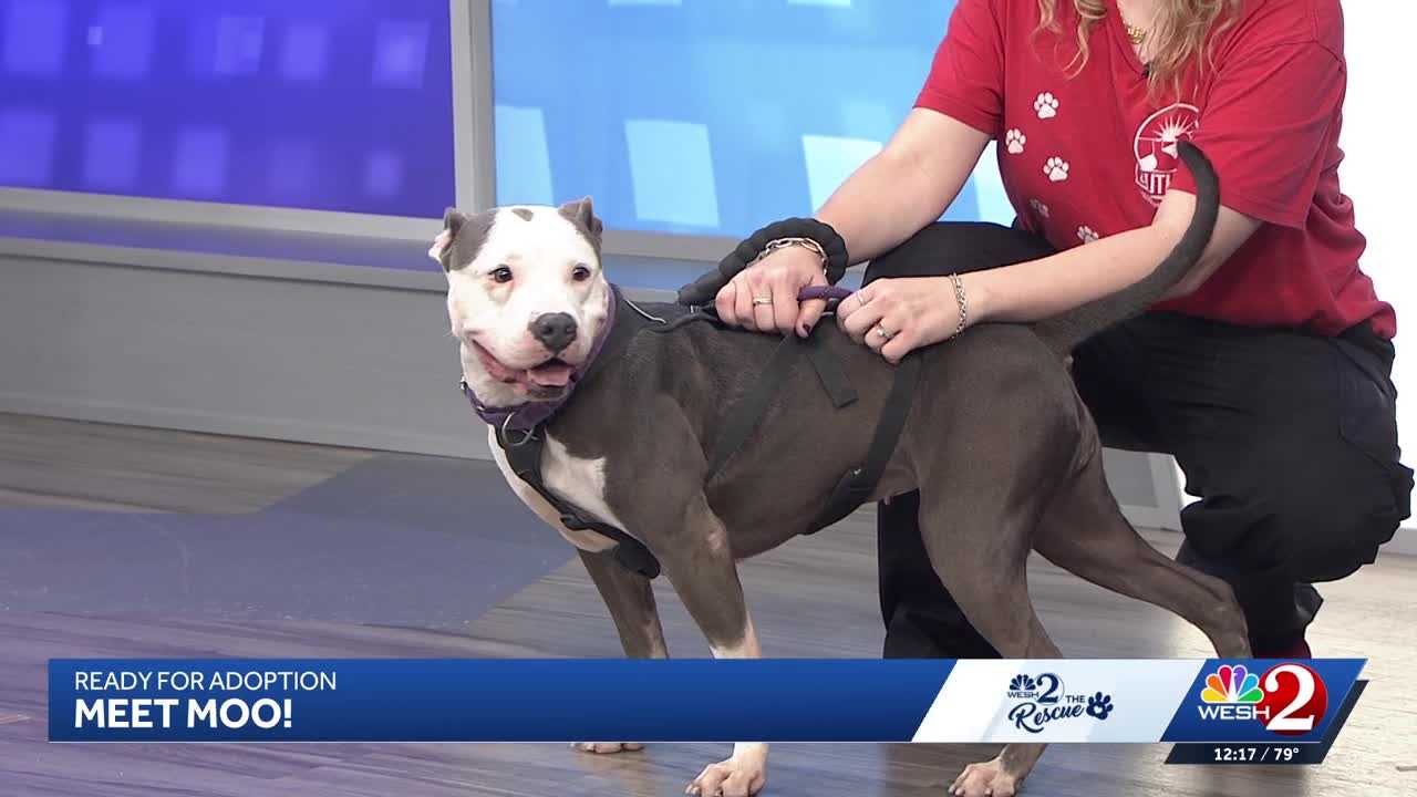 Moo at Southeast Volusia Humane Society is looking for a home — WESH 2 Orlando, Savage Community news