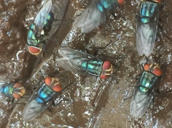 Odor complaints target Mexico’s screwworm fly facility — KFGO, Savage Schools news