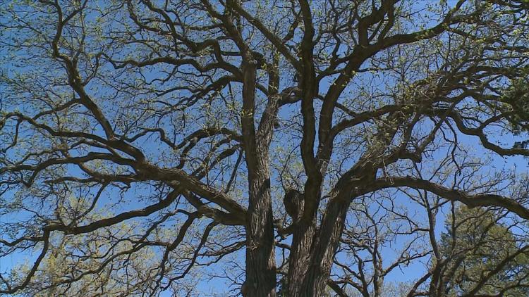 How to keep your oak trees healthy — KARE 11 Local, Savage Health news