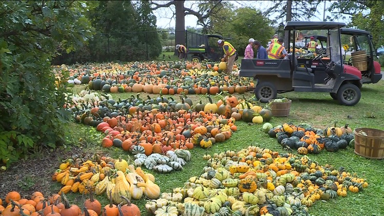 Pumpkin 101: Best to cook, carve & display — KARE 11 Local, Savage Community news