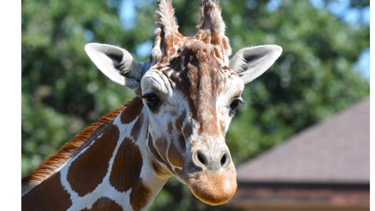 Como Zoo mourns loss of beloved giraffe, 'Skeeter' — Savage Community news