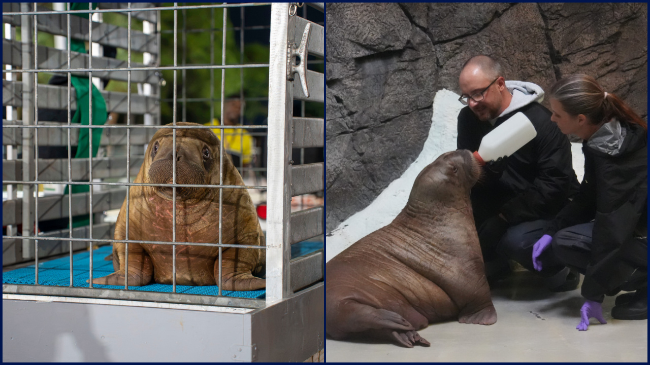 Orphaned baby walrus in Alaska flown 4,800 miles to new home in Florida — FOX 9, Savage Community news