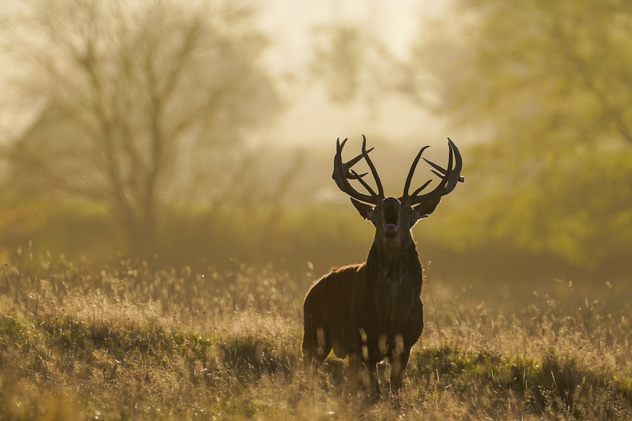 Deer-related crashes spike in the fall. Here's why. — FOX 9, Savage Sports news