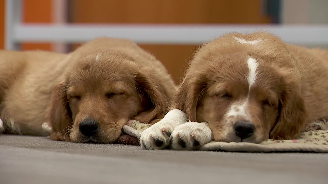 36 dogs rescued from unlicensed breeder in Cass County — Savage Community news